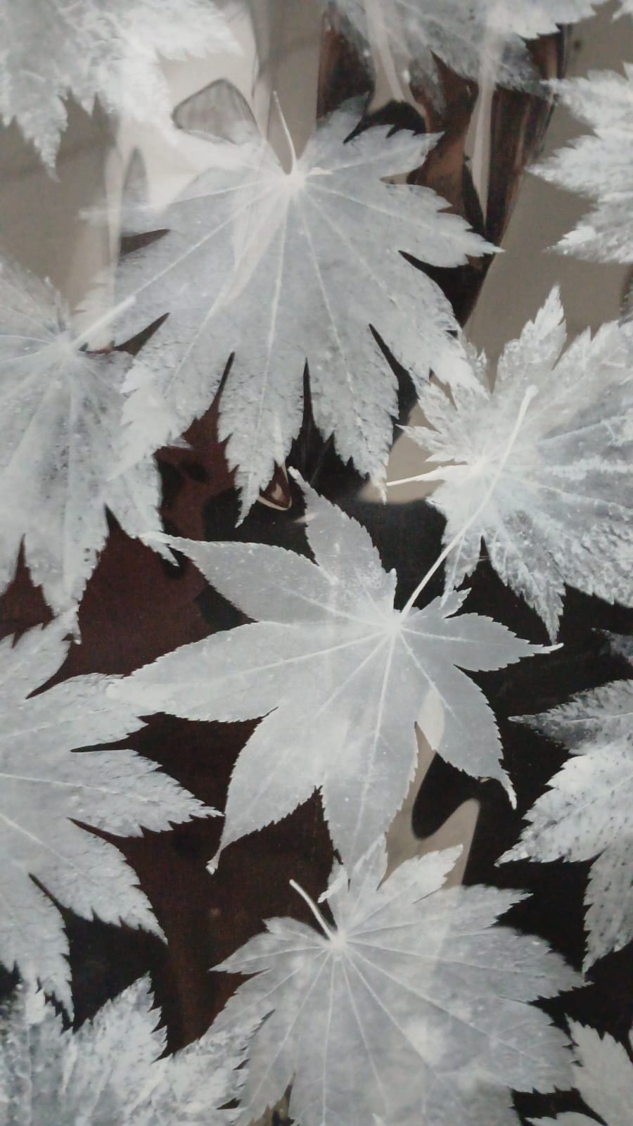 Folhas